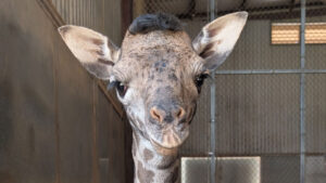 It's a girl! Phoenix Zoo family grows with birth of baby Masai giraffe