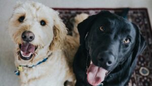 Maricopa County leaders form nonprofit group to support shelter pets