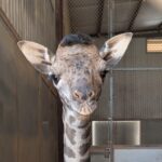 The Phoenix Zoo announced the name of its new female Masai giraffe on Tuesday.