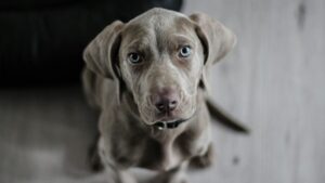 Arizona Humane Society opening after-hours urgent care clinic for pets