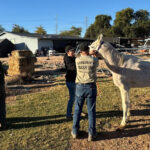 MCSO seized three horses showing signs of neglect in Buckeye. (MCSO photo)