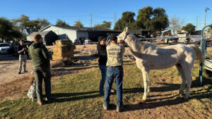 3 horses showing signs of neglect seized from West Valley property