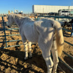 MCSO seized three horses showing signs of neglect in Buckeye. (MCSO photo)