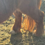 MCSO seized three horses showing signs of neglect in Buckeye. (MCSO photo)