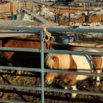 MCSO seized three horses showing signs of neglect in Buckeye. (MCSO photo)