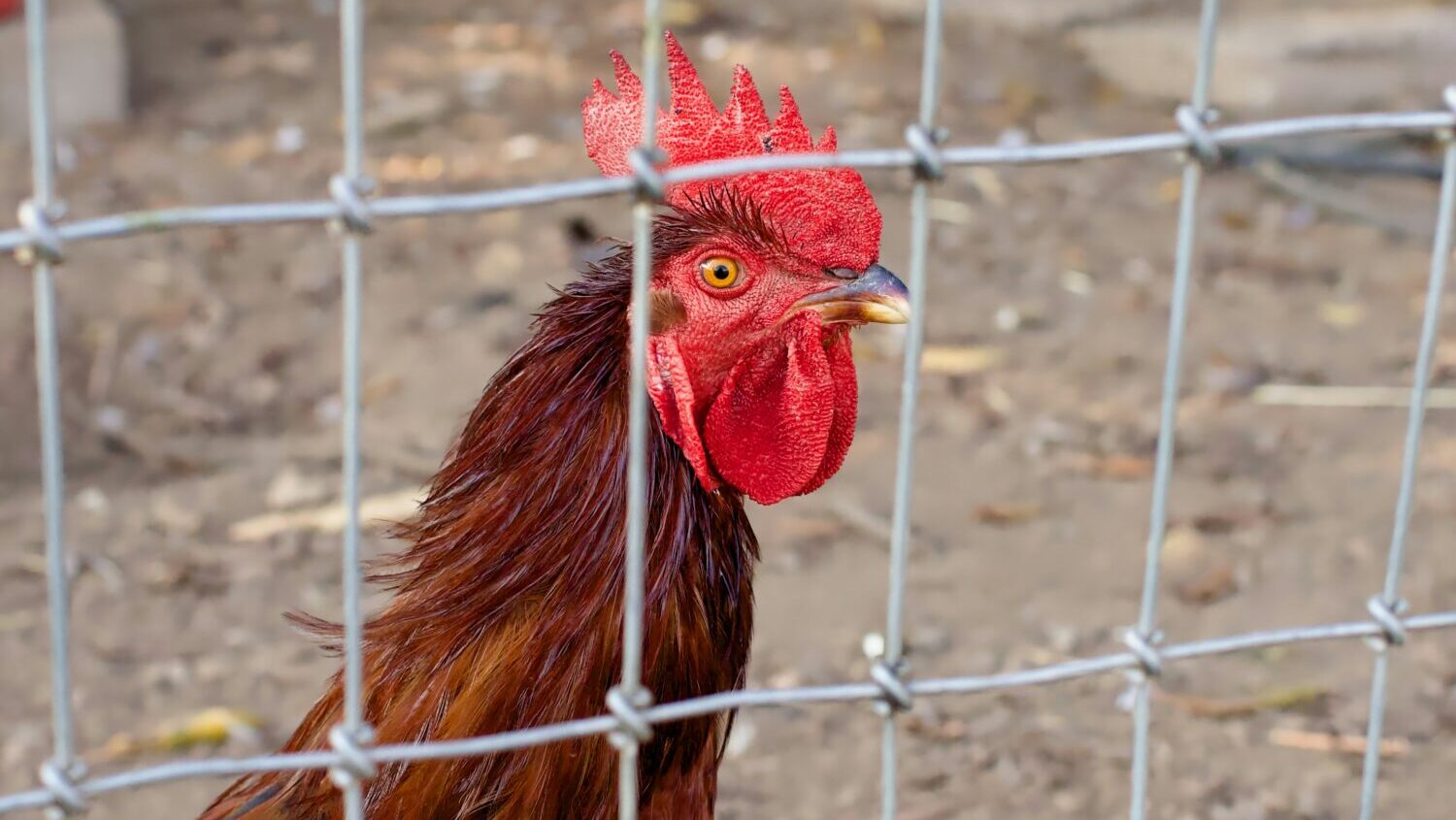 Multiple people have been arrested and cited after an active cockfighting ring was discovered near ...
