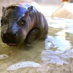 Baby pygmy hippo new name officially Jellybean after winning naming contest