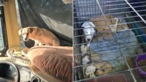 MCSO rescues 13 dogs as part of ongoing West Valley animal neglect investigation