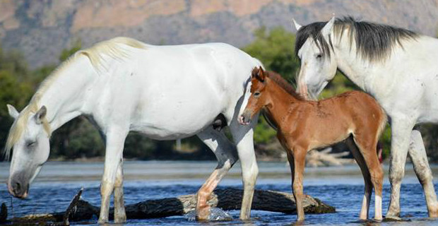 The Arizona Department of Agriculture has awarded the Salt River Horse Herd management contract, it...