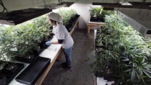 Valley community college launches 6 new cannabis career certificates