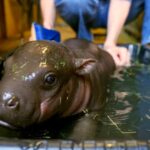 Wildlife World Zoo reveals baby pygmy hippo's name