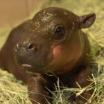 West Valley baby hippo naming contest zoo