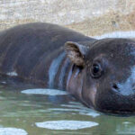 Wildlife World Zoo Jellybean baby hippo Litchfield Park