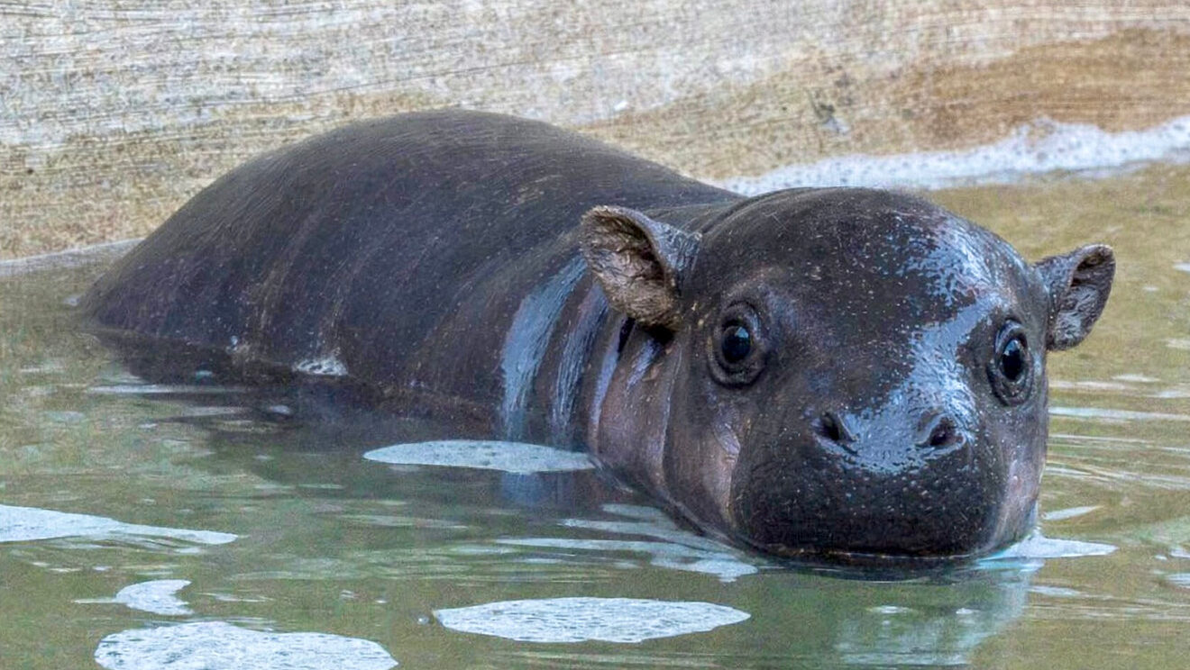 baby pygmy hippo introduced at Wildlife World Zoo in Litchfield Park...