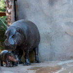 jellybean baby pygmy hippo and mother