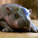jellybean the name of baby pygmy hippo after Wildlife World Zoo naming contest