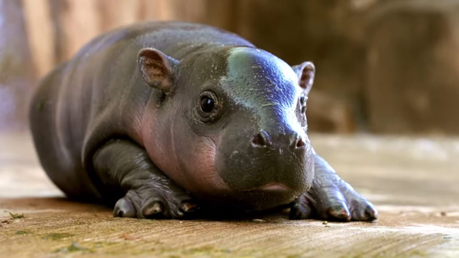 Wildlife World Zoo shares winning baby hippo name...