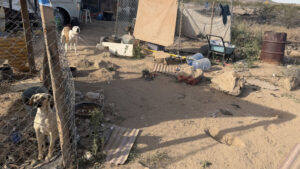 Investigation underway after woman allegedly neglected, abandoned 9 dogs in West Valley