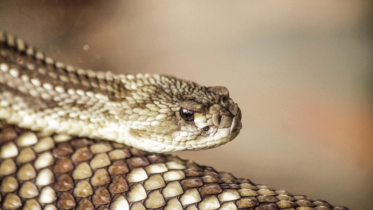 Arizona rattlesnakes...