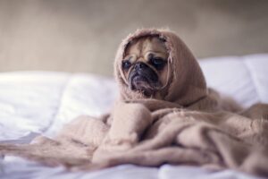 Arizona Humane Society warns of scam targeting owners of missing pets