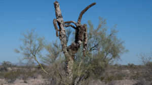 Streak of record highs in Phoenix reaches 6 days as historic March heat wave continues