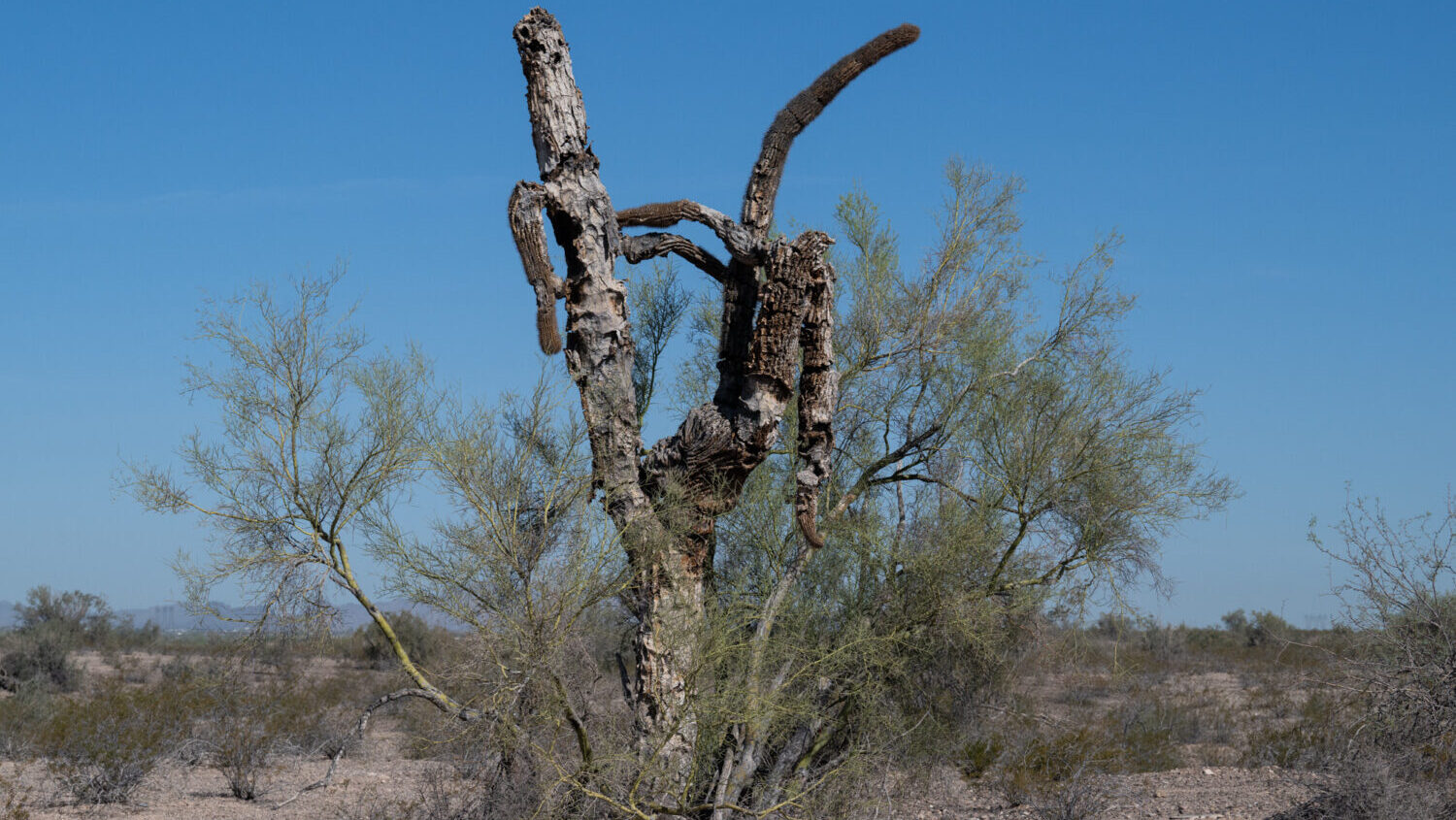 The historic March heat wave continued Monday as Phoenix attained a record daily high temperature f...