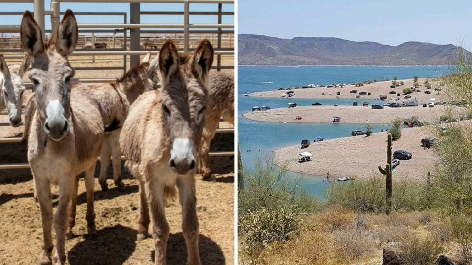 Around 1.5K wild burros to be removed from Lake Pleasant area...