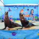 Maricopa County Fair_Sea Lions