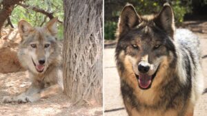 Mexican wolf population in Arizona, New Mexico grew by 33 in 2025