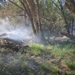 An out-of-state student allegedly started a wildfire in Prescott by burning cottonwood seeds. (Photo via Yavapai County Sheriff's Office)