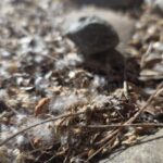 Cottonwood seeds look like white fluff and are highly flammable.  (Photo via Yavapai County Sheriff's Office)