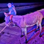 Eloy firefighters rescued a donkey trapped in the Central Arizona Project canal. (Eloy Fire District photo via Facebook)