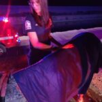 Eloy firefighters rescued a donkey trapped in the Central Arizona Project canal. (Eloy Fire District photo via Facebook)