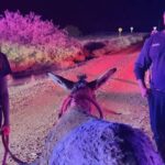 Eloy firefighters rescued a donkey trapped in the Central Arizona Project canal. (Eloy Fire District photo via Facebook)