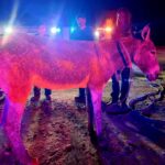 Eloy firefighters rescued a donkey trapped in the Central Arizona Project canal. (Eloy Fire District photo via Facebook)