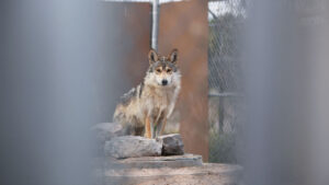 Bi-national effort results in release of endangered Mexican wolves in historic territory