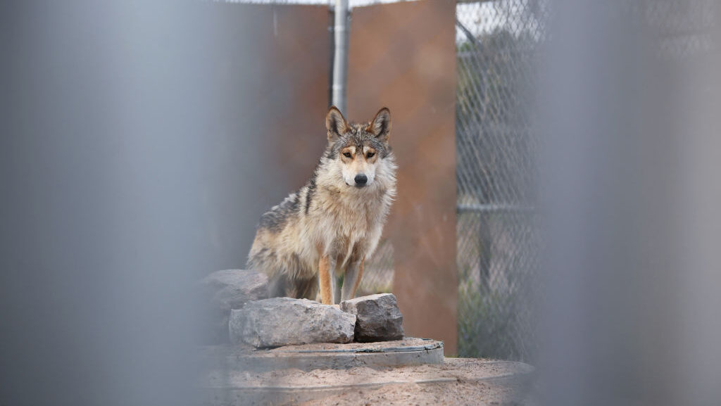 Mexican wolves...