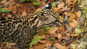 Rare Ocelot traverses more than 100 miles in southern Arizona