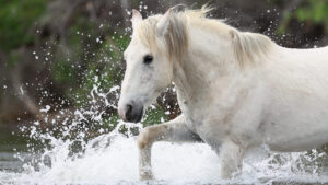 Conservation groups accuse US Forest Service of illegally rounding up wild horses in Arizona