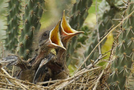 There will be an increase in newborn wildlife throughout Arizona as the spring season begins, and A...