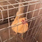Deputies found over 150 live roosters in Rainbow Valley. (MCSO screenshot via Facebook)