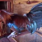 This rooster was found with a cockfighting gaff attached to its leg. (MCSO screenshot via Facebook)