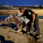 rescuer gently pets horse who was trapped in Mesa canal