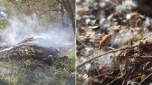 Out-of-state student accused of starting northern Arizona wildfire by lighting cottonwood seeds