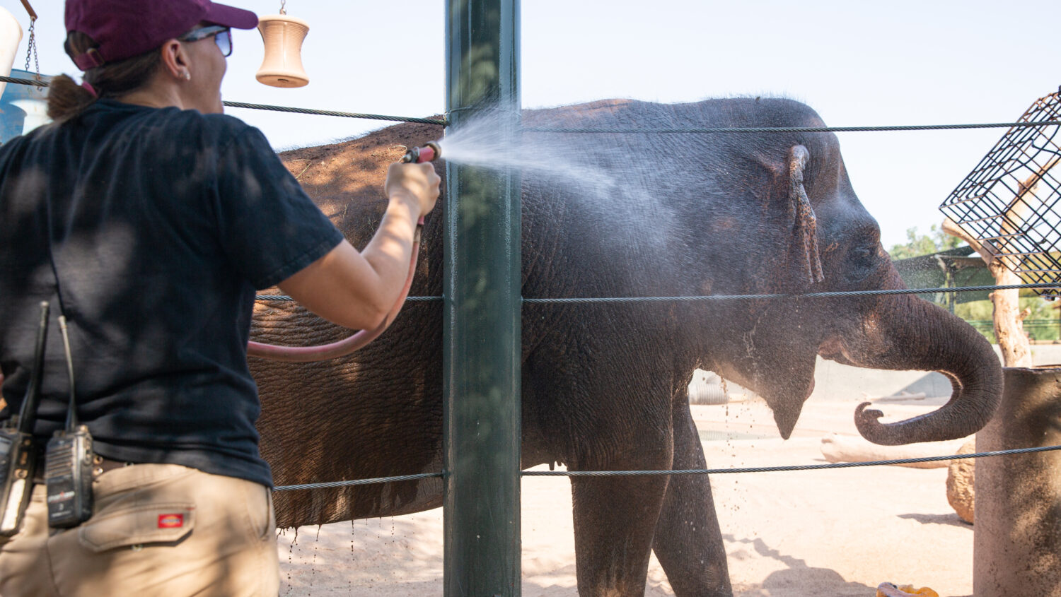 PHOENIX, AZ - JUNE 17: Senior Elephant Keeper Corey Barr gives 55-year-old Asian Elephant Indu a ba...
