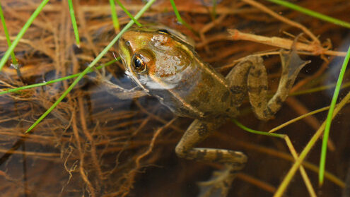 wetland restoration eastern Arizona Chiricahua leopard frog...