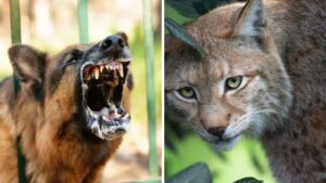 Dog kills rabid bobcat, saving owner during attack north of Prescott