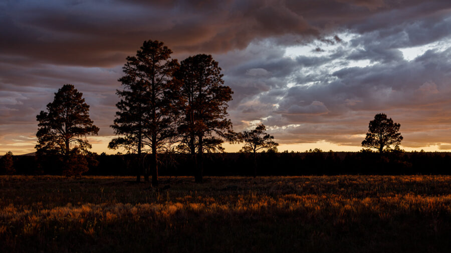 Due to the threat of wildfires, northern Arizona's Coconino National Forest is cracking down on fir...
