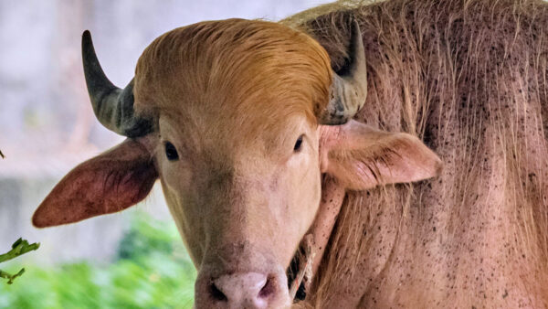 A rare albino buffalo fondly named after Donald Trump for its distinctive blond tuft kept in an enclosure at the national zoological park, in Dhaka, Bangladesh, Friday, May 29, 2026. (AP Photo/Rajib Dhar)