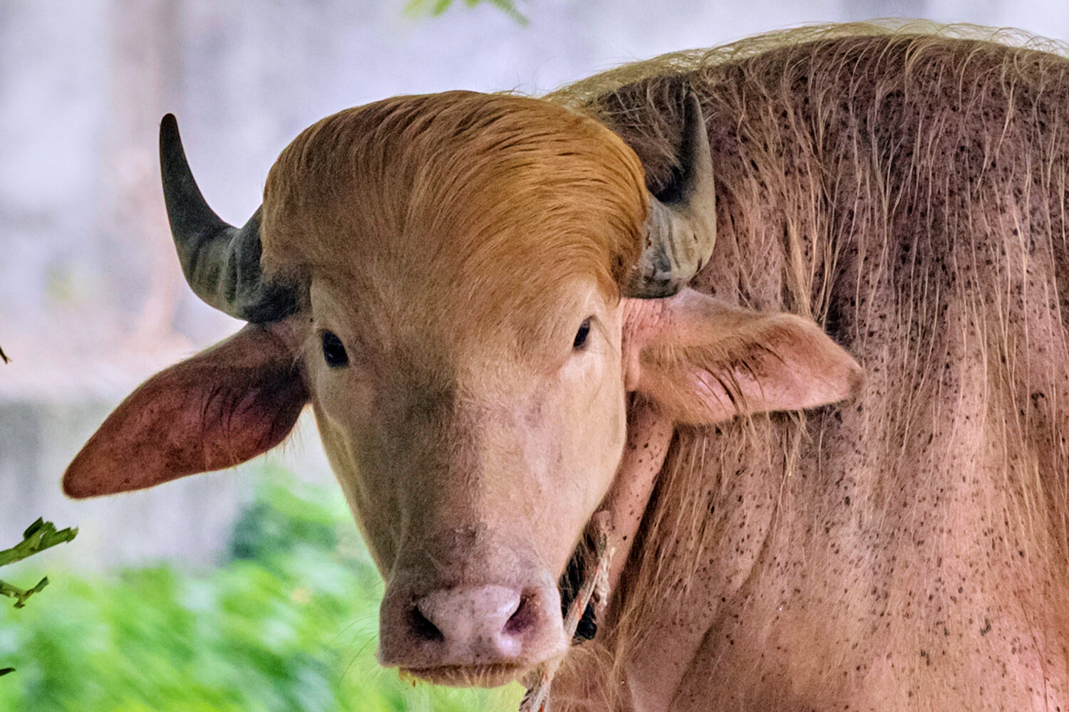 Donald Trump: The buffalo taking over Bangladesh - KTAR.com